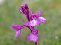 Anacamptis_champagneuxii_x_A._papilionacea_Mendiga_haut